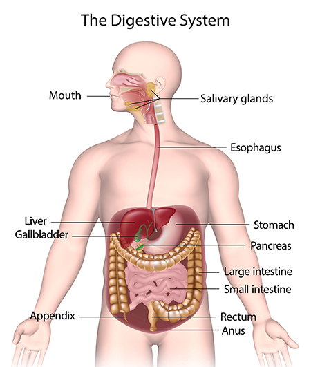 The Digestive System