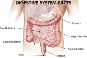 Digestive Health Facts
